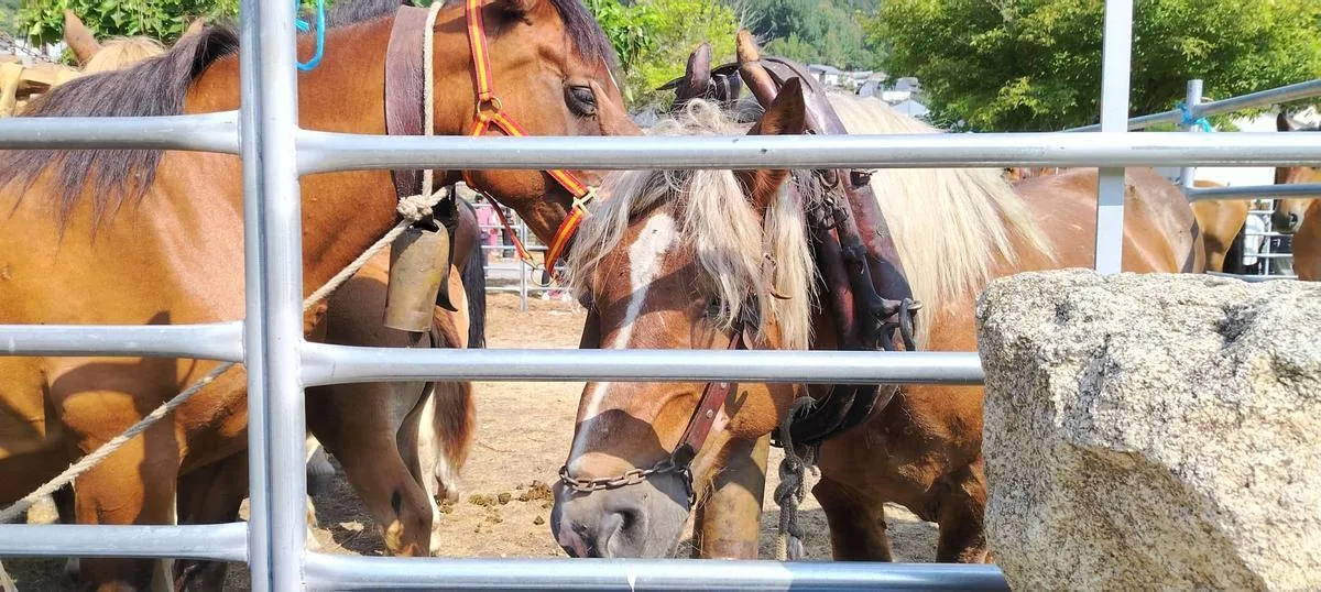Caballos ensillados junto a una peña en el recinto