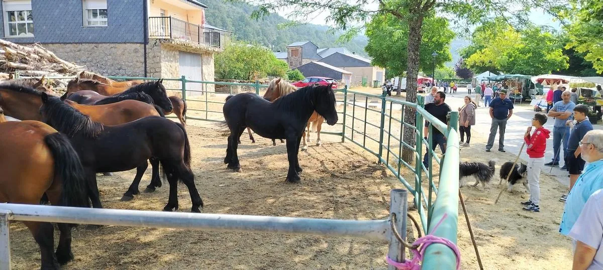 Corrales con caballos y público durante la feria equina de Porto