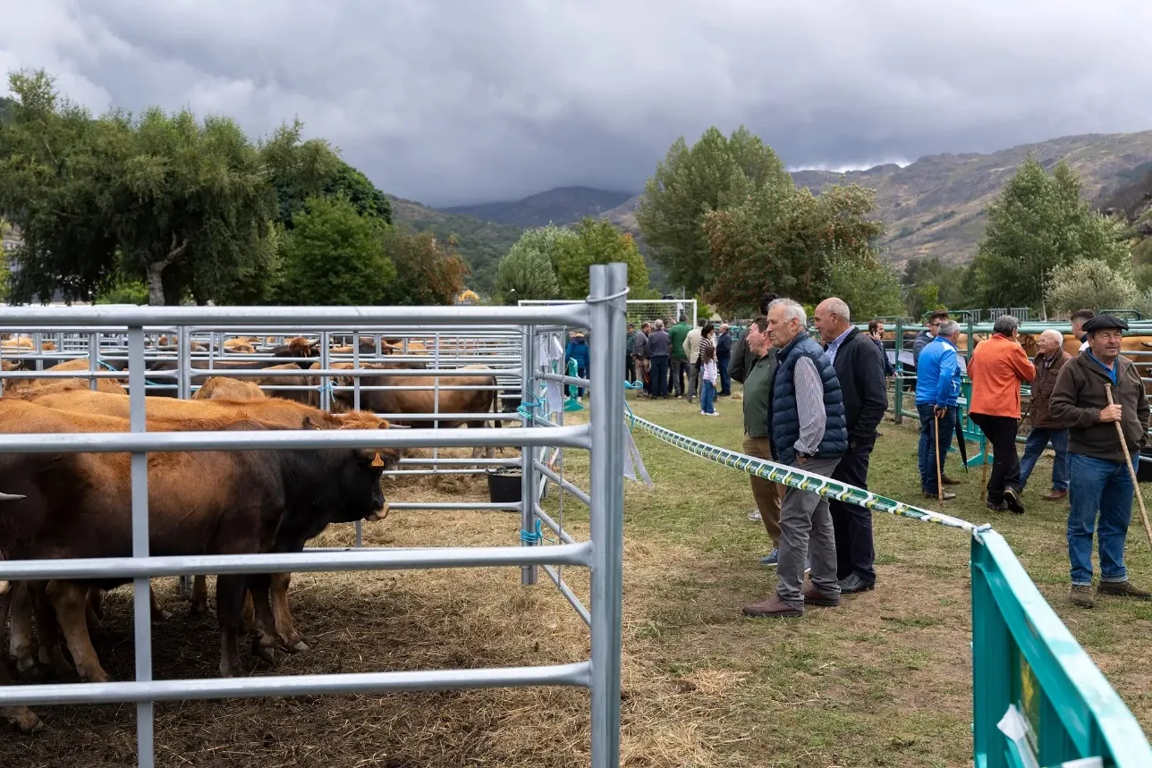 Corrales con ganado y visitantes en la feria