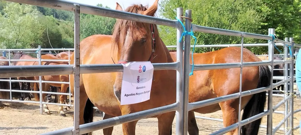 Cartel identificativo de la ganadería Agustina Nogueiro Barrigón