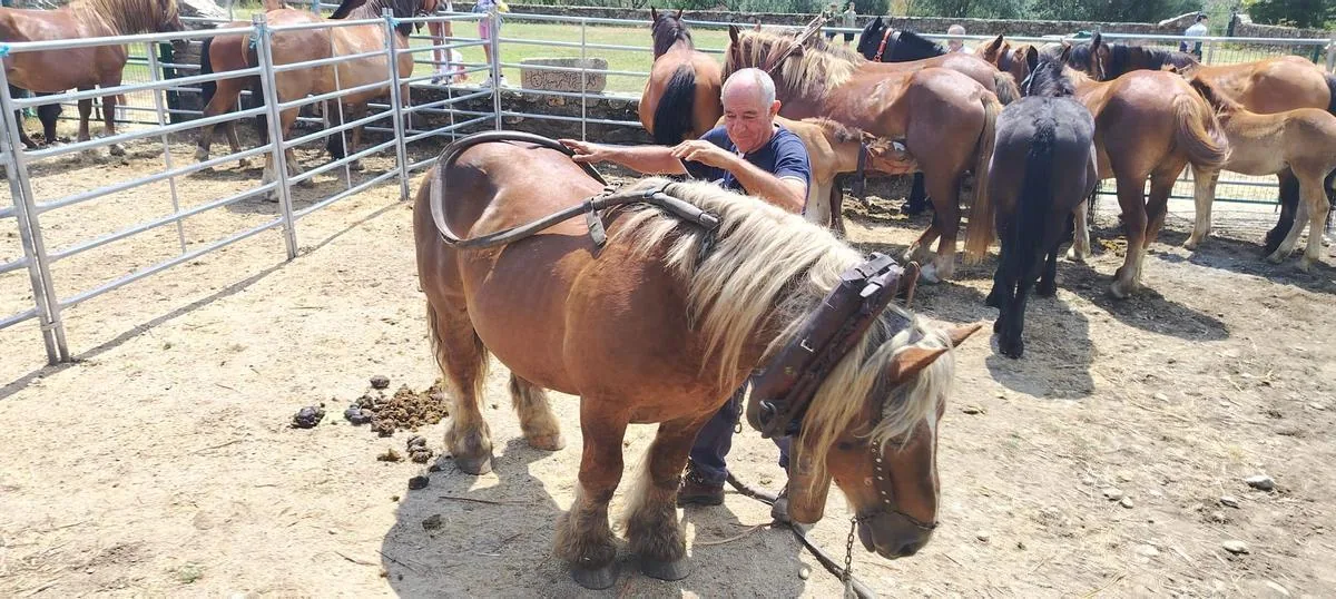 Un ganadero prepara y coloca los arreos a un caballo