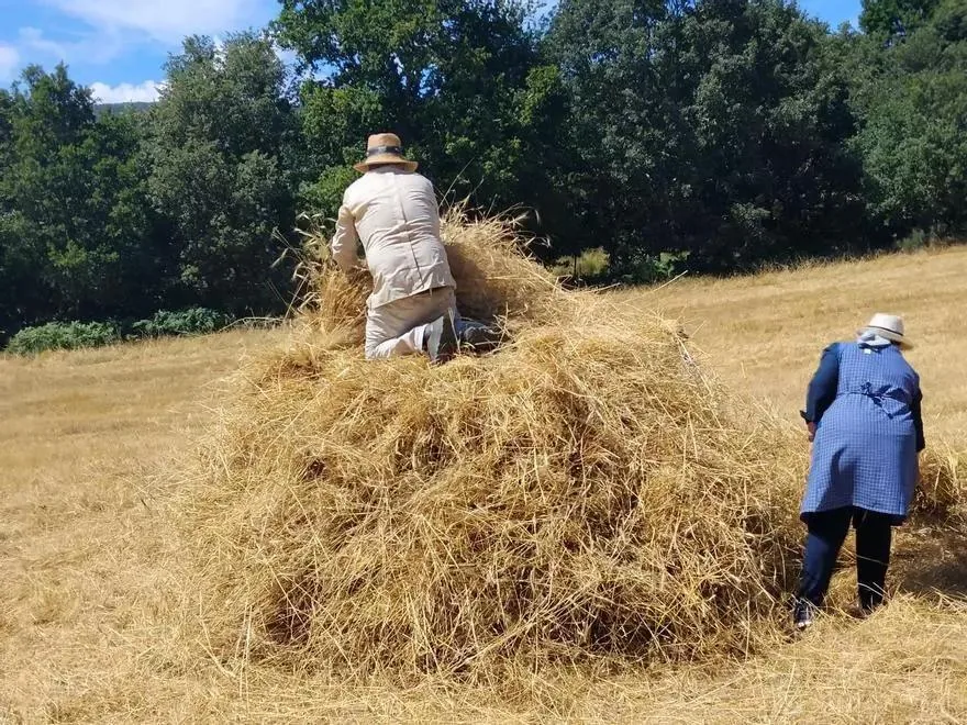 Levantando el mollo de paja