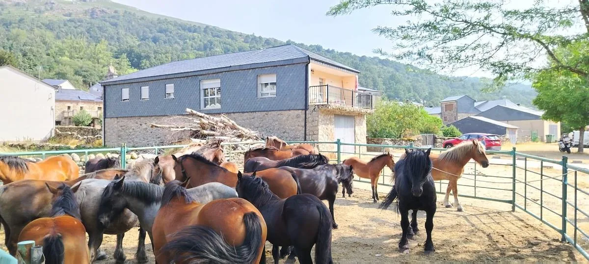 Manada de caballos en el corral con el pueblo de Porto al fondo
