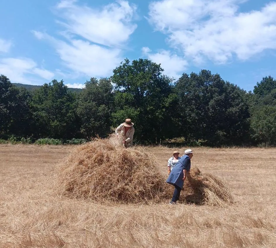 El mollo de centeno terminado en medio de la finca