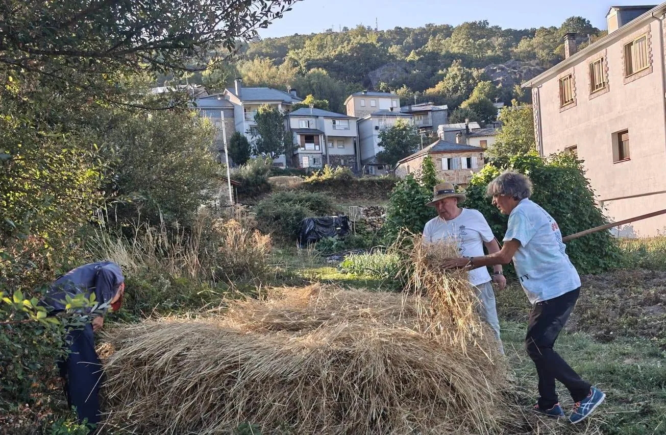 Vecinos levantando el palleiro con las horcas