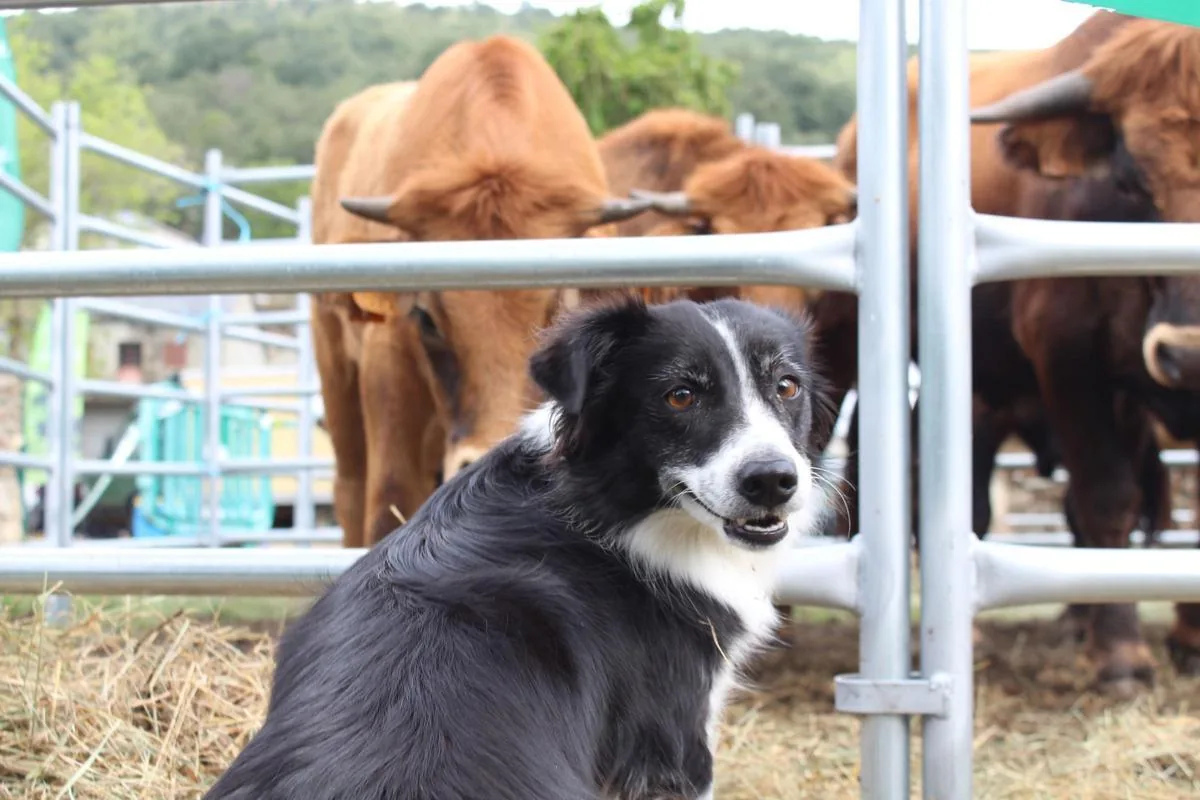 Perro pastor junto a los corrales de ganado