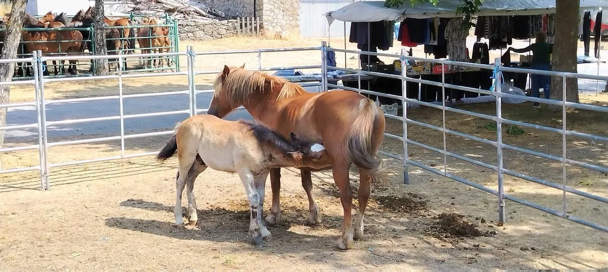 Potro mamando junto a su madre en el recinto ferial