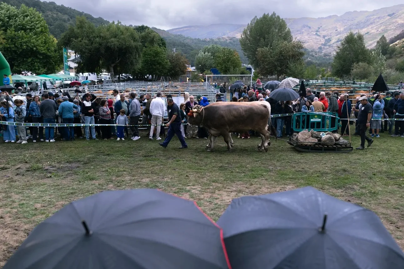 Público con paraguas siguiendo la feria de Porto bajo la lluvia
