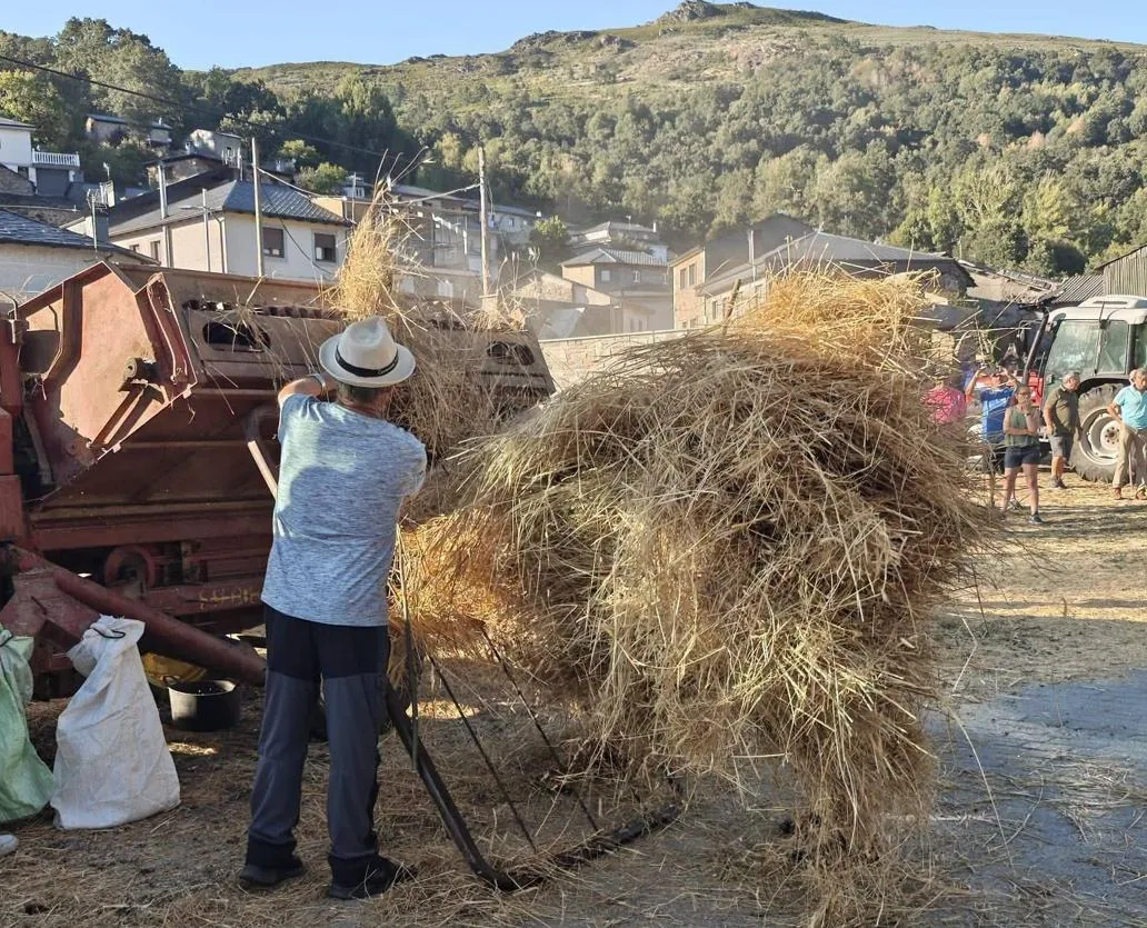 Una vecina acerca las gavillas de centeno a la máquina de majar