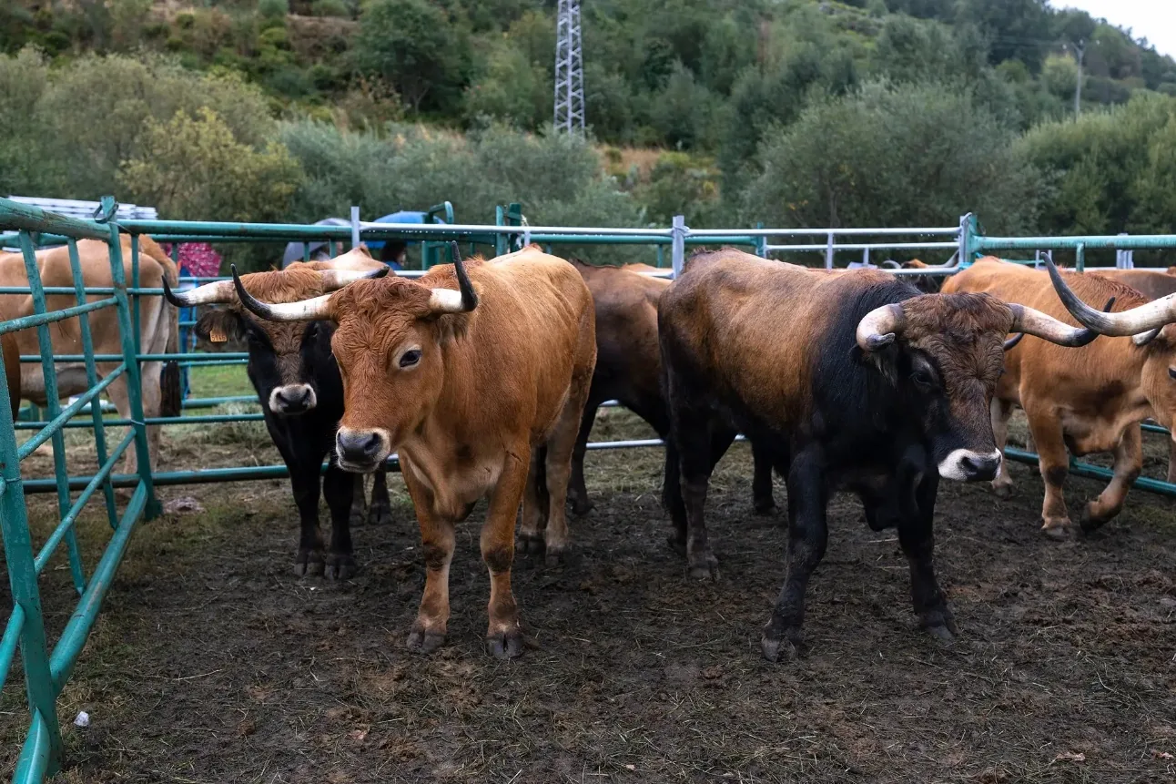 Vacas de raza alistana-sanabresa en los corrales