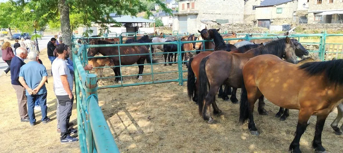 Visitantes observando los caballos desde el vallado