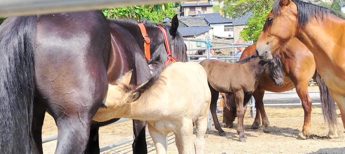 Yegua negra con potros en los corrales de la feria de Porto