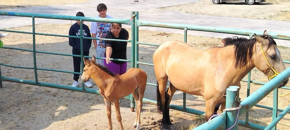 Yegua con su potro ante varios visitantes de la feria
