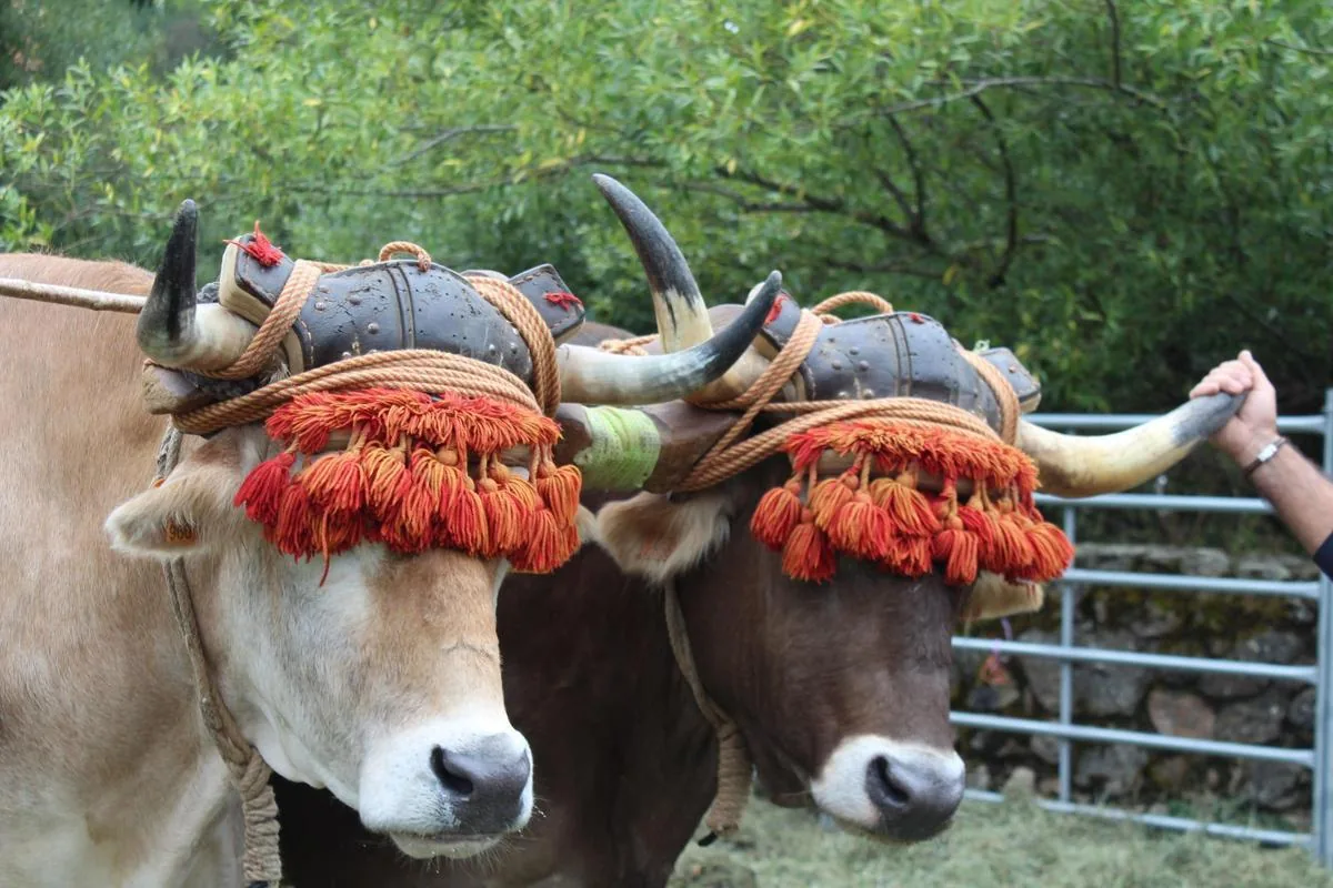 Yunta de bueyes engalanados para el arrastre