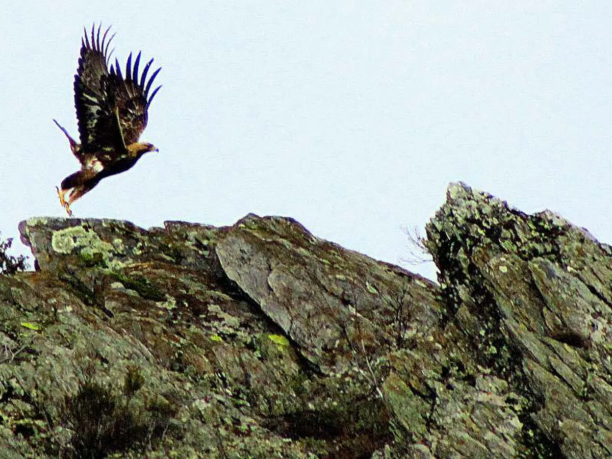Águila real alzando el vuelo desde un roquedo en las cumbres de Porto