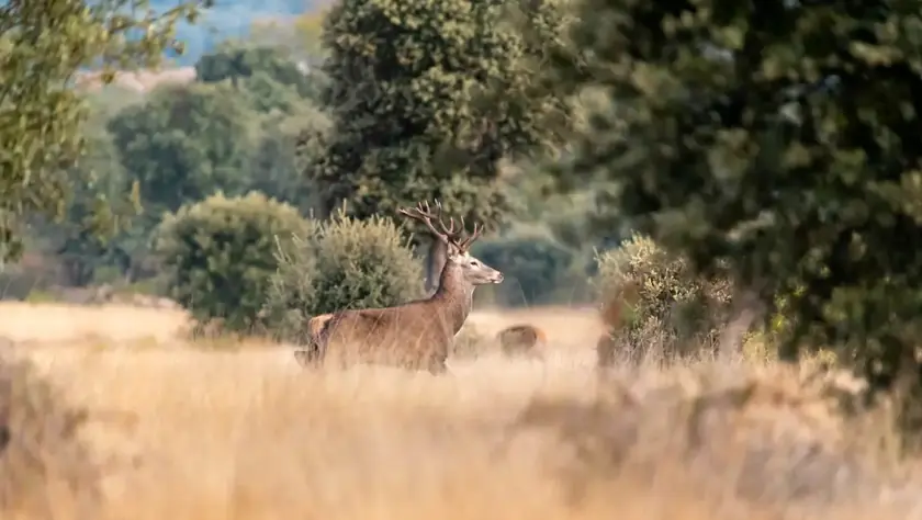 Ciervo en un claro de robledal durante la época de berrea