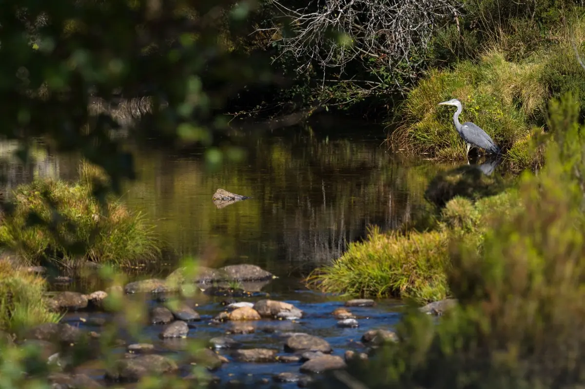 Garza real inmóvil en la orilla de un río de montaña