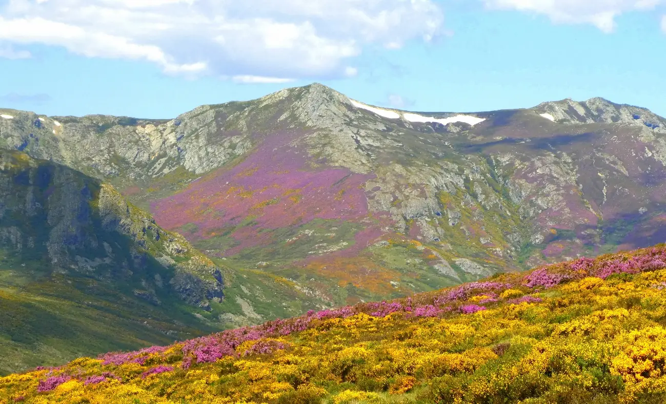 Ladera de montaña cubierta de brezo morado y piorno amarillo