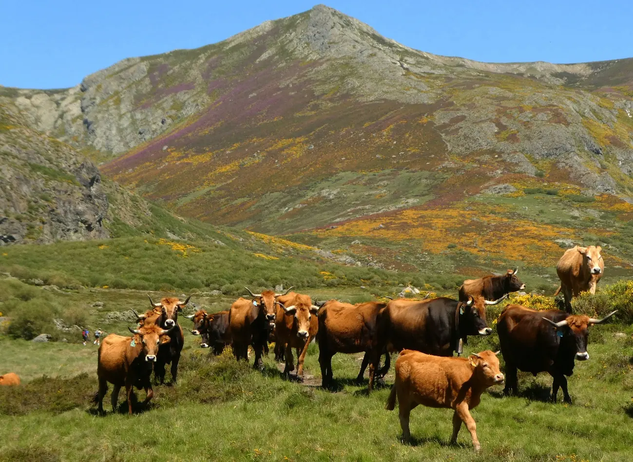 Vacas pastando en un prado de alta montaña