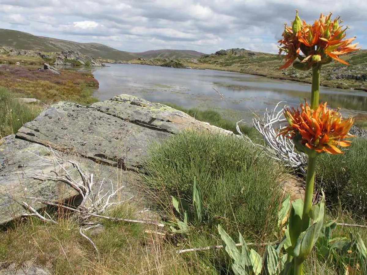 Genciana amarilla variedad Aurantiaca en flor junto a una laguna de Piatorta
