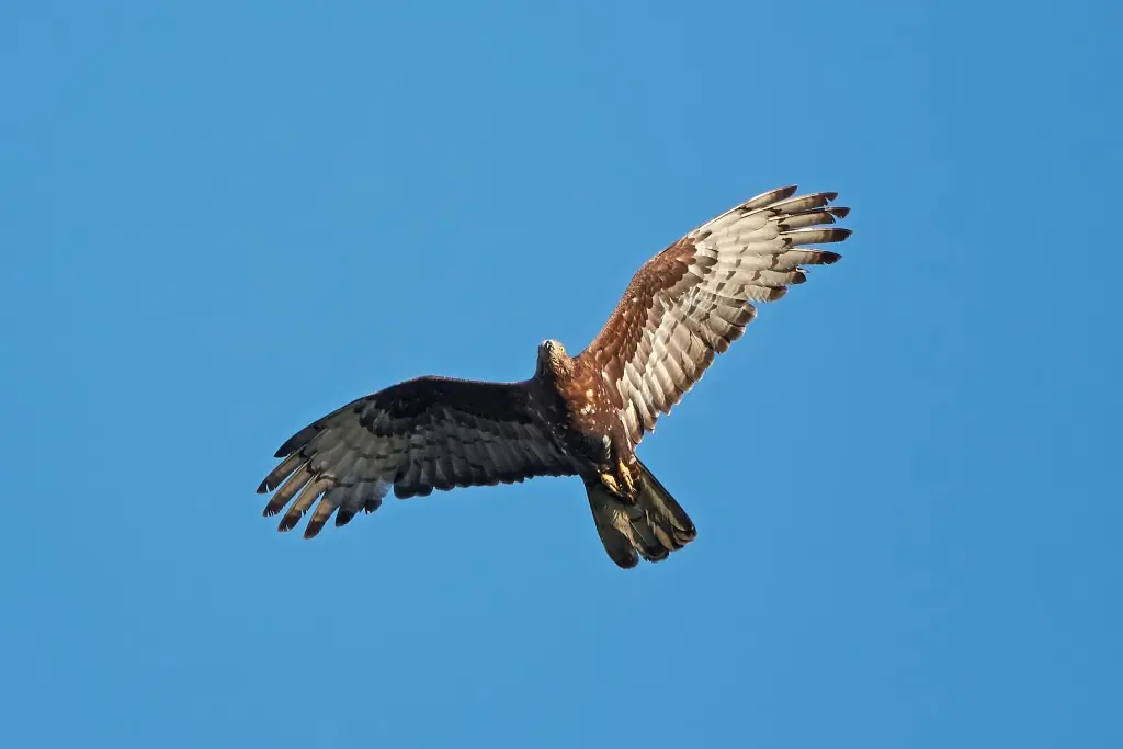 Abejero europeo en vuelo con las alas extendidas