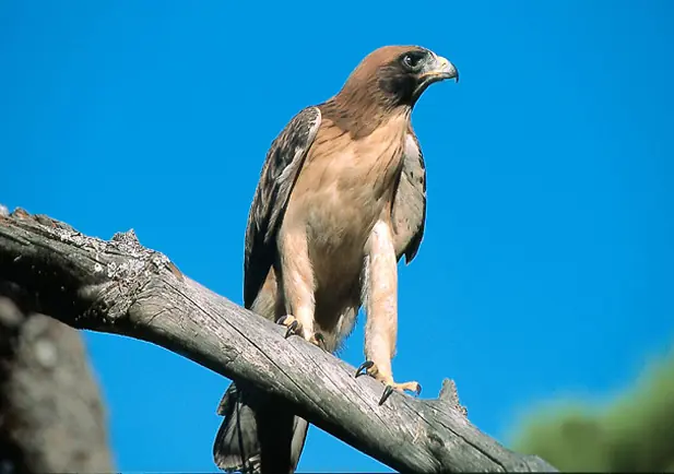 Águila calzada posada en una rama seca bajo el cielo azul