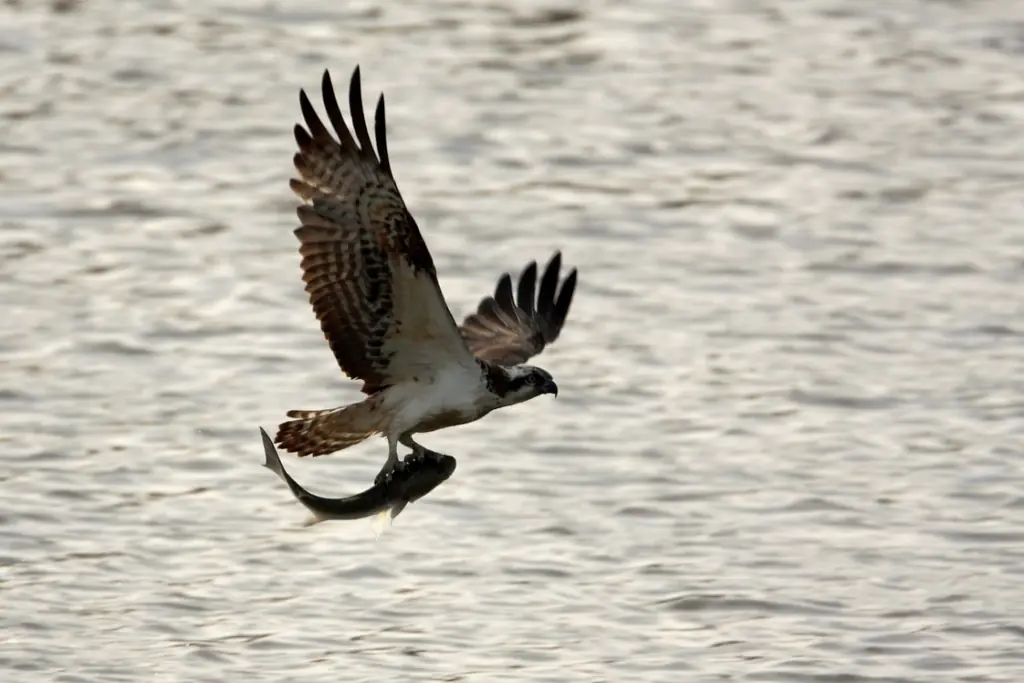 Águila pescadora en vuelo sobre el agua con un pez en las garras