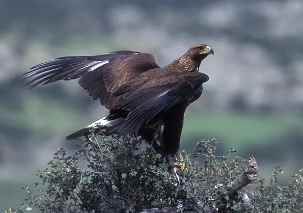 Águila real con las alas abiertas posada sobre un roquedo