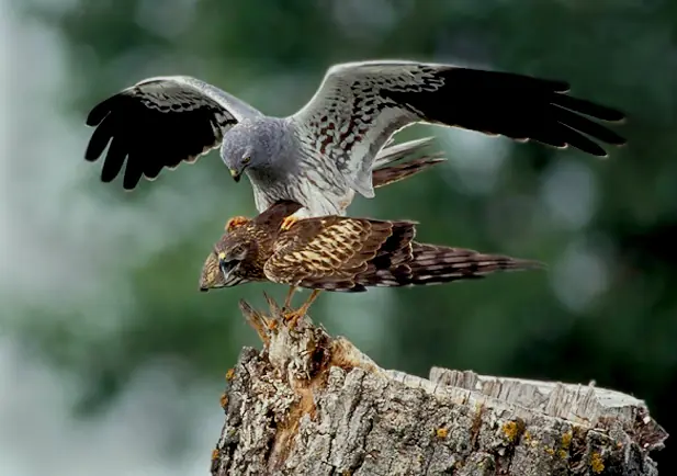 Pareja de aguiluchos cenizos sobre un tocón, el macho con las alas abiertas