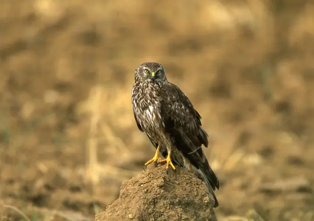 Aguilucho pálido posado en el suelo entre hierba seca