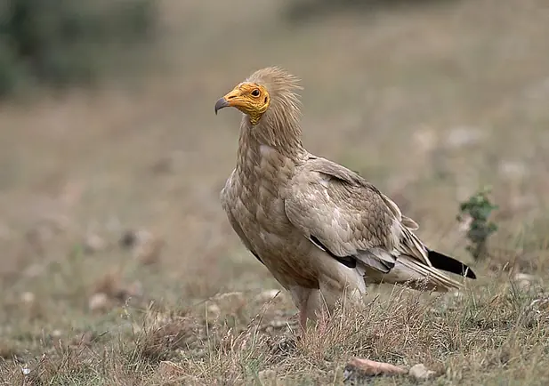 Alimoche común de cara amarilla en un prado