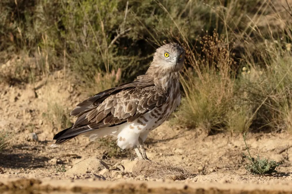 Culebrera europea en el suelo entre matorral
