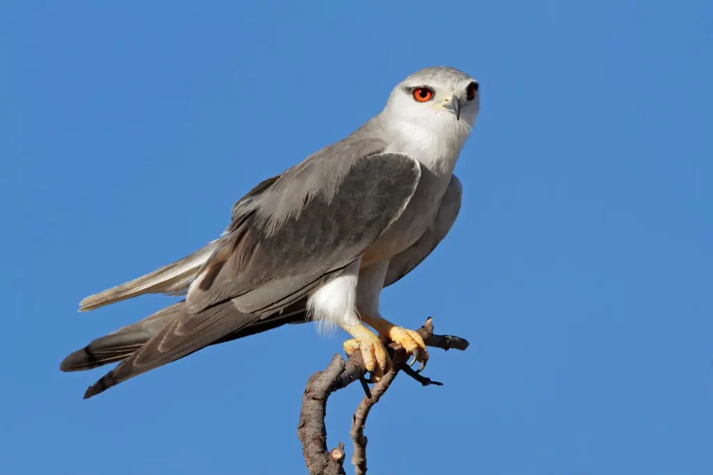 Elanio común de plumaje gris claro y ojos rojos posado en una rama