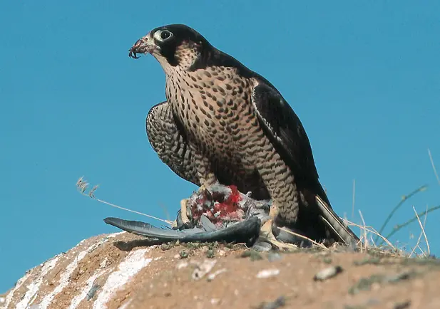 Halcón peregrino sobre una roca con una presa