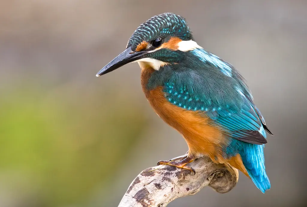 Martín pescador de plumaje azul y naranja posado en una rama