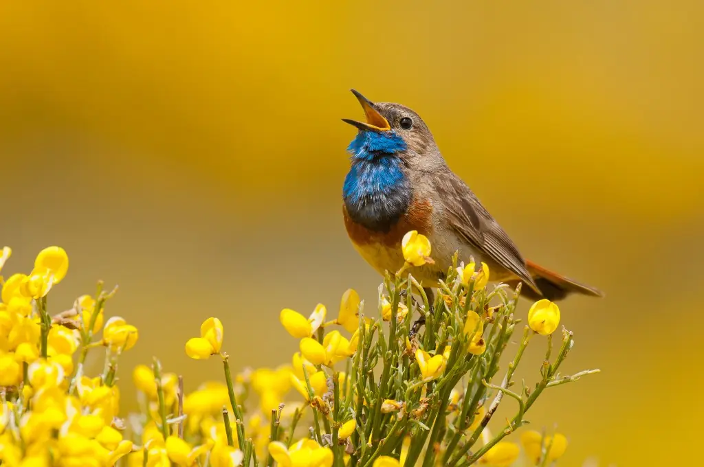 Pechiazul cantando entre flores amarillas de piorno