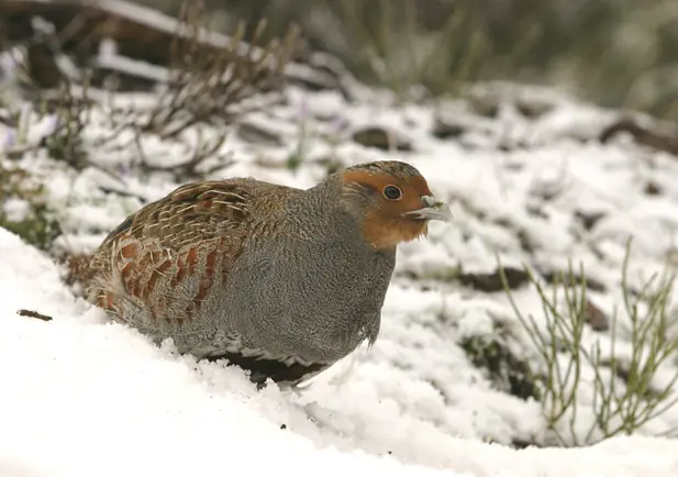 Perdiz pardilla sobre la nieve