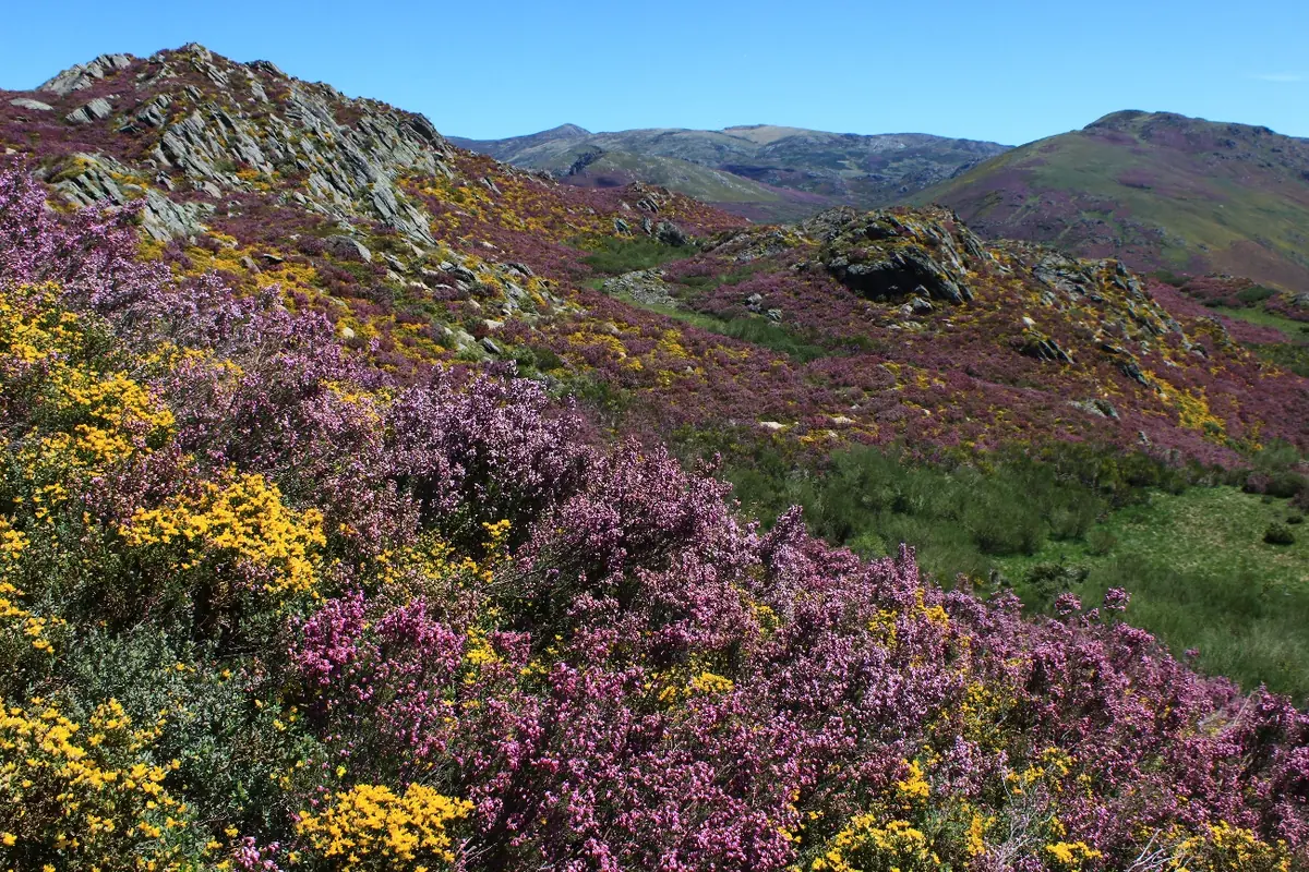 Ladera cubierta de brezo en flor