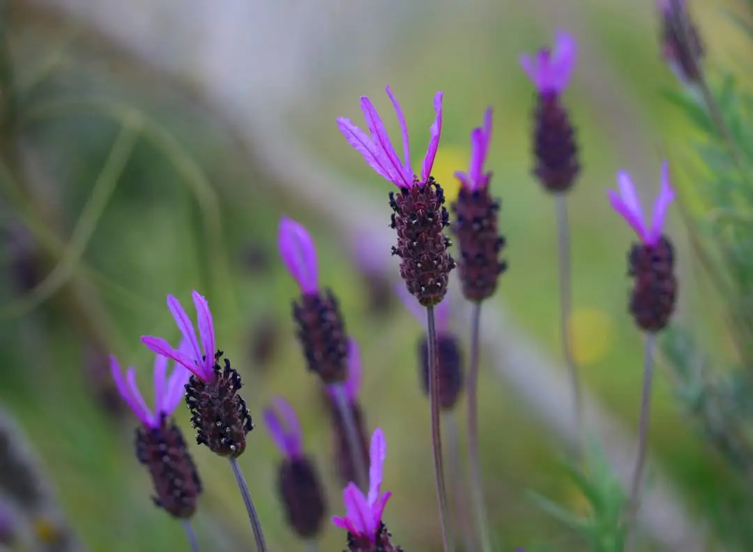 Flores de cantueso