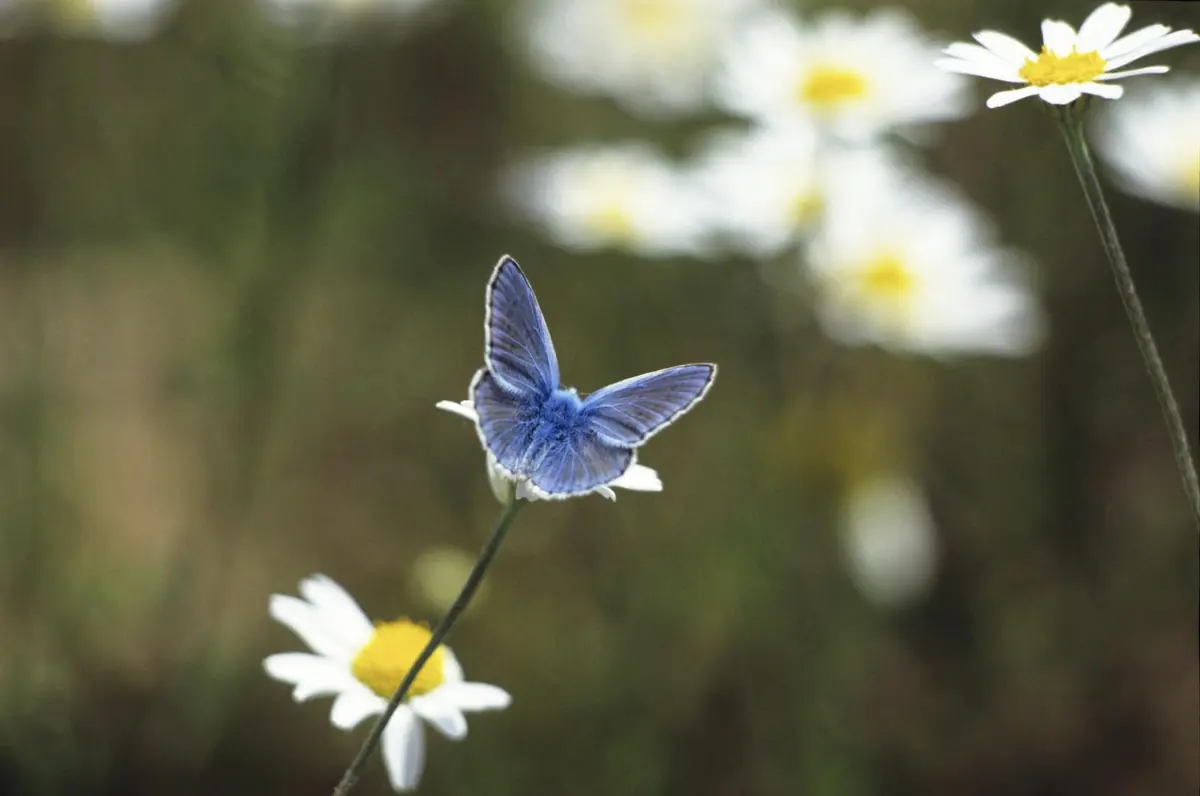Mariposa azul posada en una margarita