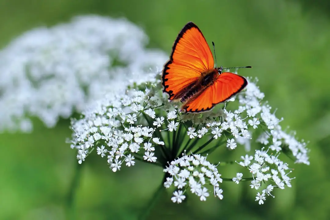 Mariposa naranja sobre flores blancas
