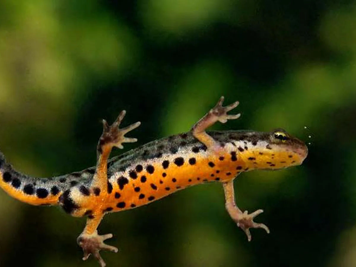 Tritón ibérico, Lissotriton boscai, nadando en las aguas de una laguna de Porto
